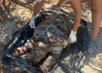 Plastik atıklar caretta carettaları öldürüyor