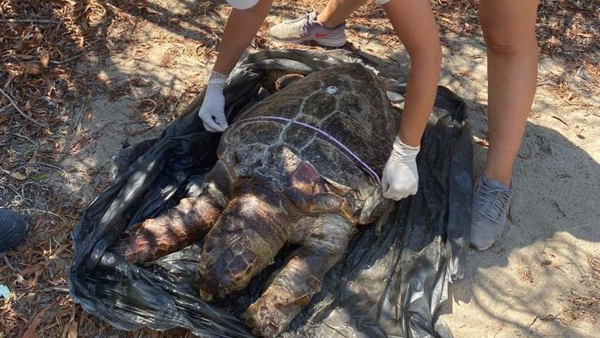 Plastik atıklar caretta carettaları öldürüyor
