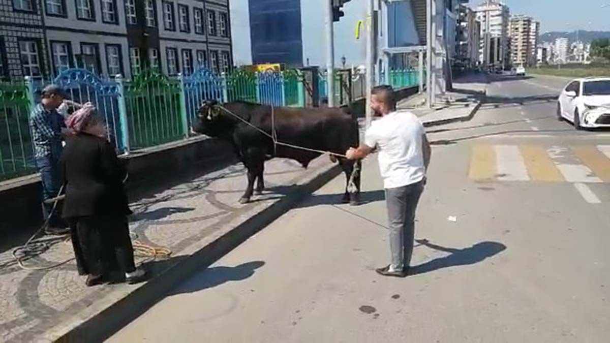 Rize'de 1 saatlik 'kaçan boğa' kovalaması