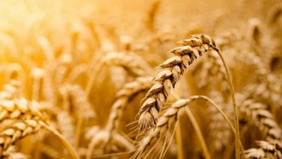 Rusya'dan tahıl ihracatı açıklaması