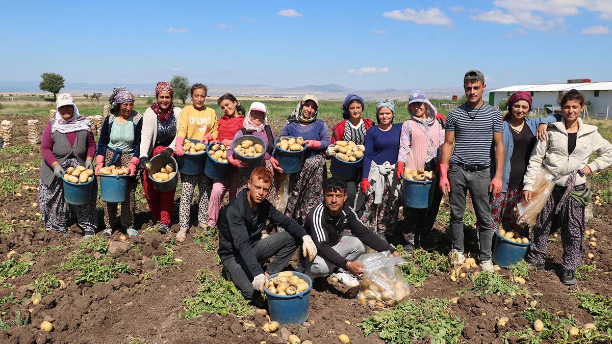 Sandıklı'da patates hasadı başladı