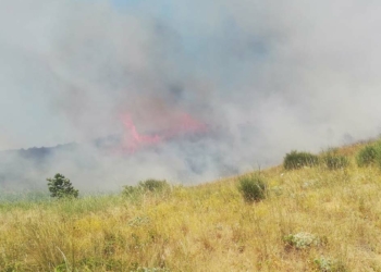 Şarköy'de makilik yangını; 5 hektar yandı