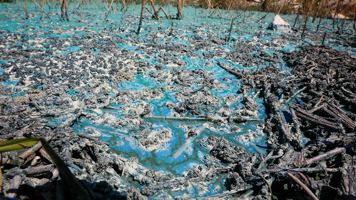 Sazlıbosna Barajı'nda korkutan görüntü