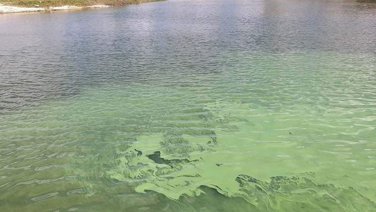 Sazlıdere Barajı'ında siyanobakteri artışı
