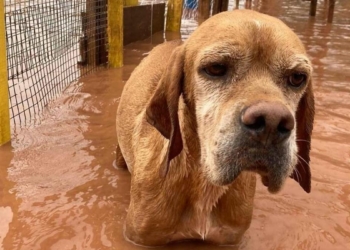 Sel felaketinden kurtarılan köpeklere tedavi