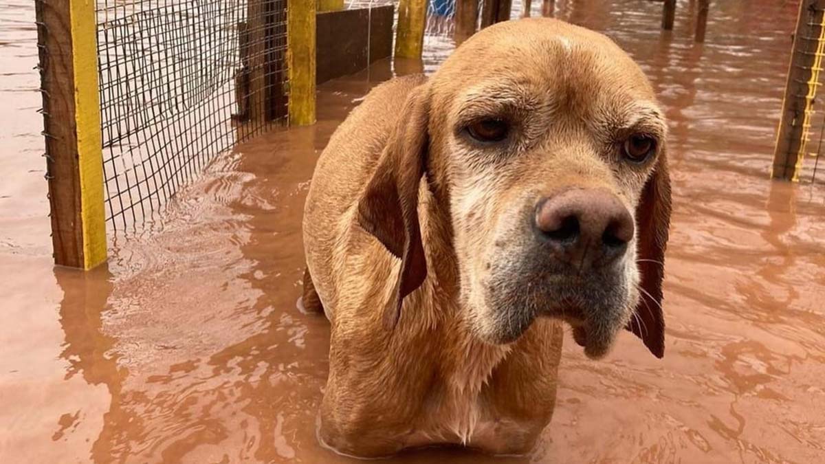 Sel felaketinden kurtarılan köpeklere tedavi