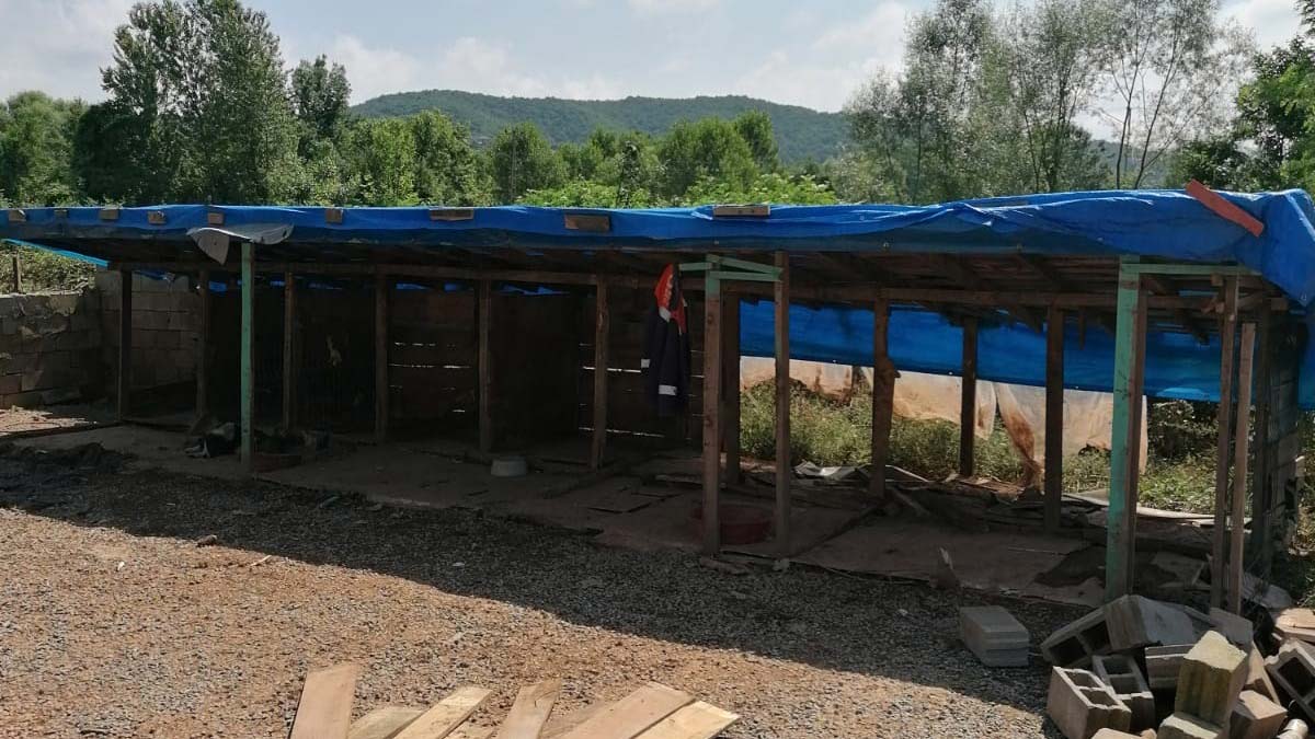 Selde 56 köpeğin öldüğü ruhsatsız barınak yıkıldı