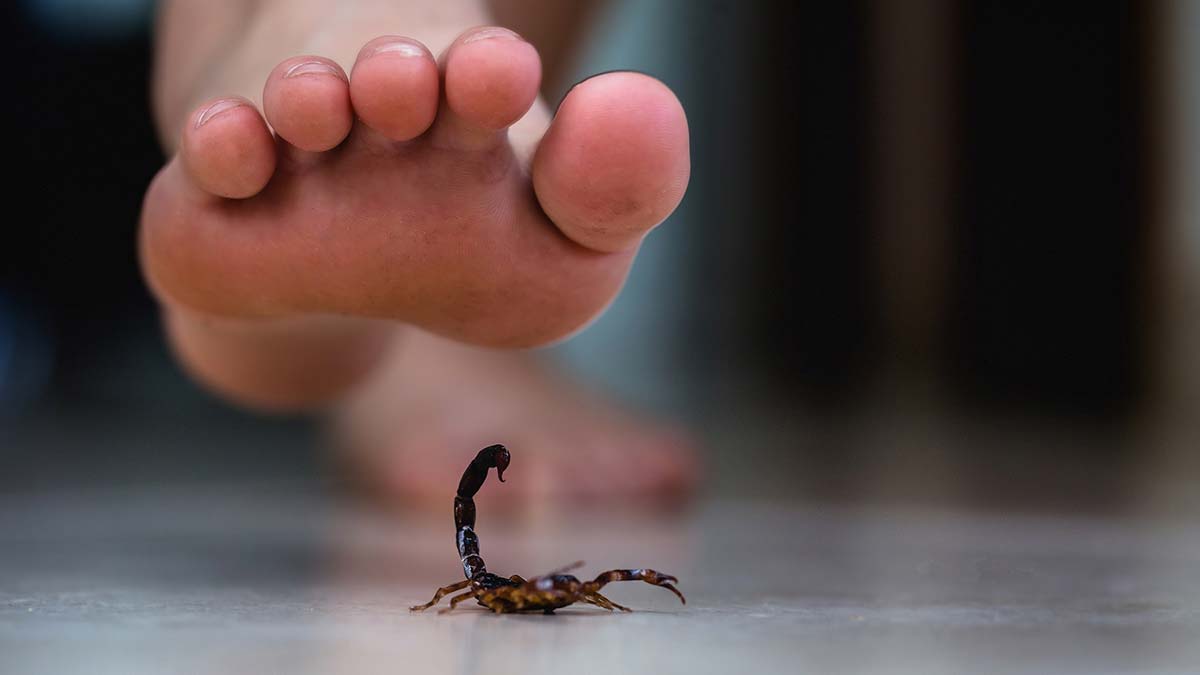 Sıcak havalarda akrep sokma riskine dikkat