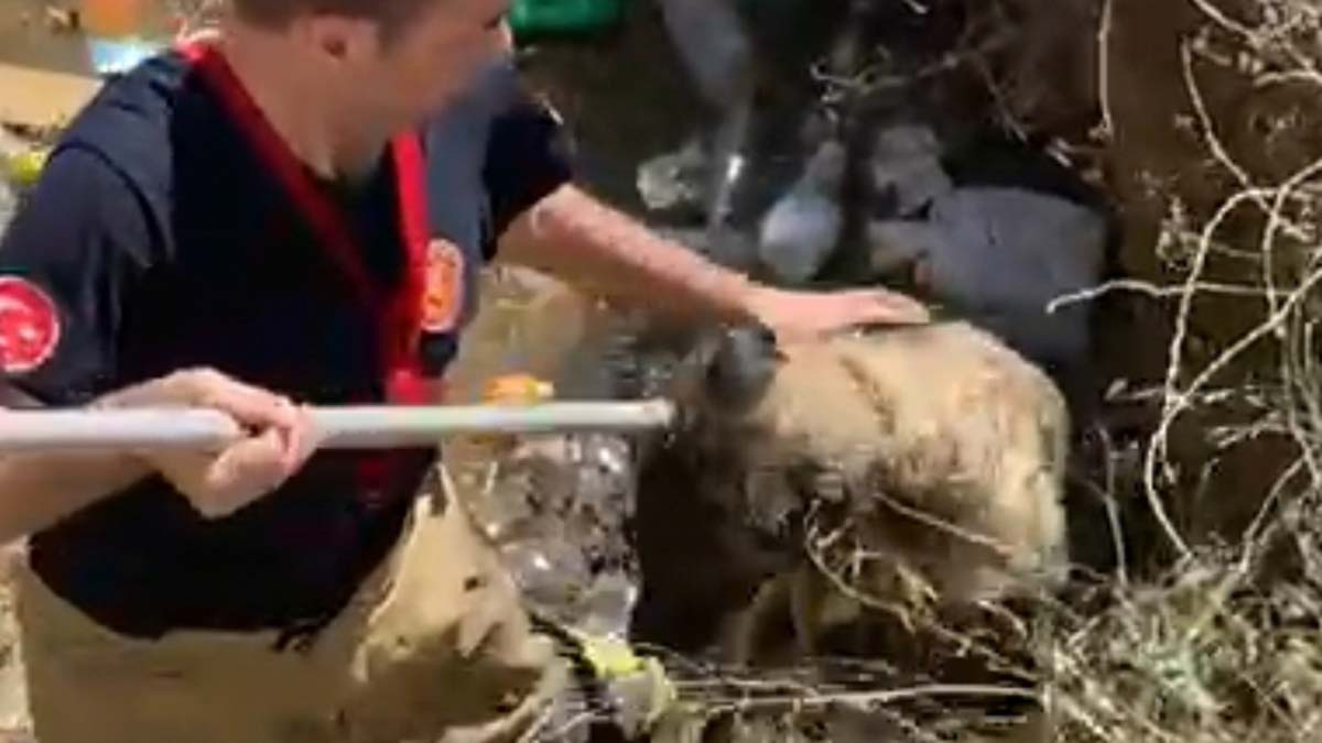 Su kuyusuna düşen köpekleri itfaiye kurtardı