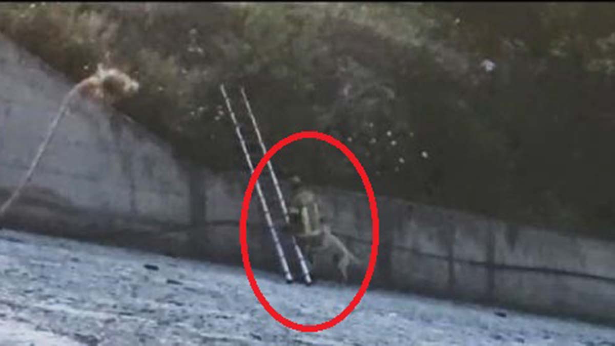 Sulama göletine düşen köpek merdivenle kurtarıldı