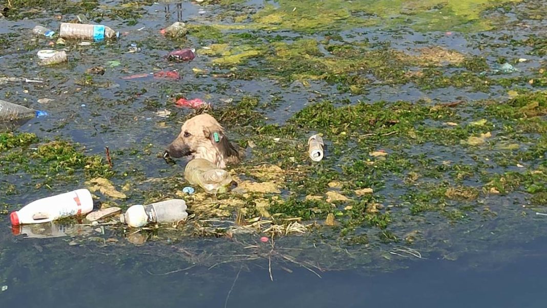 Sulama kanalına düşen 3 köpek kurtarıldı