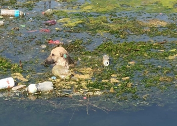 Sulama kanalına düşen 3 köpek kurtarıldı