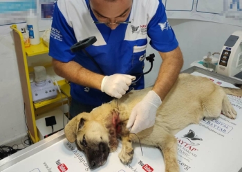 Telin boynunu kestiği köpek tedaviye alındı