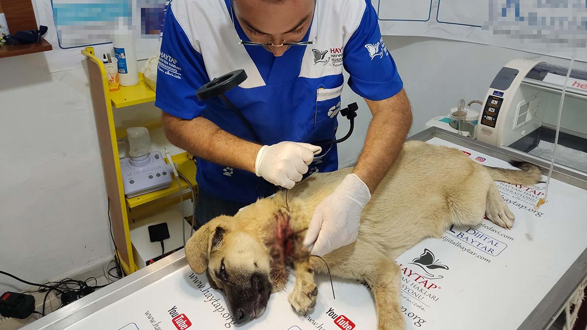 Telin boynunu kestiği köpek tedaviye alındı