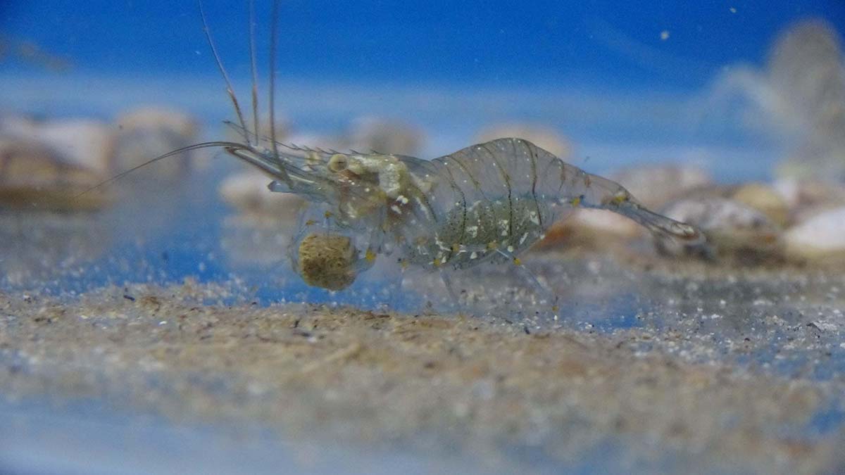 Tescilli Karabiga karidesi kültür ortamına alındı