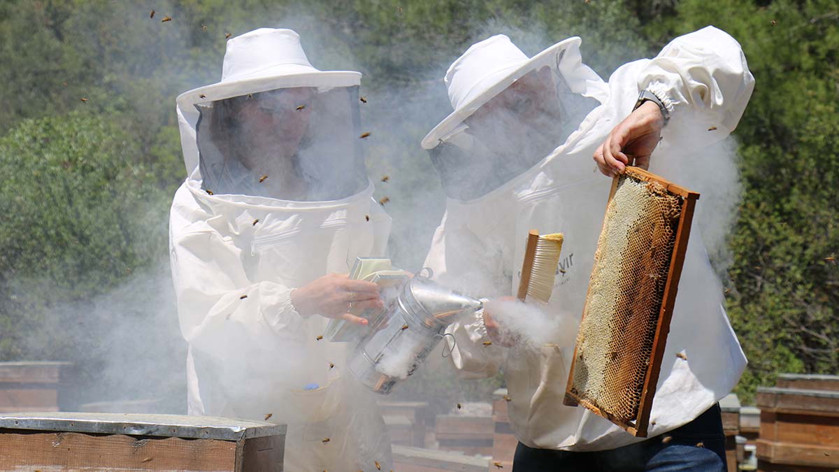 Türk arıcılar 'oğul balını' dünyaya tanıtıyor