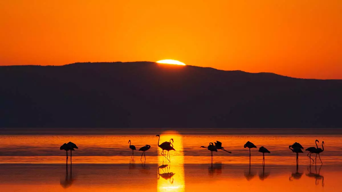 Tuz golundeki doga kampinda flamingo izlediler 2 - yerel haberler - haberton