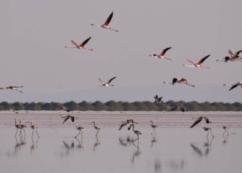 Tuz Gölü'ndeki doğa kampında flamingo izlediler