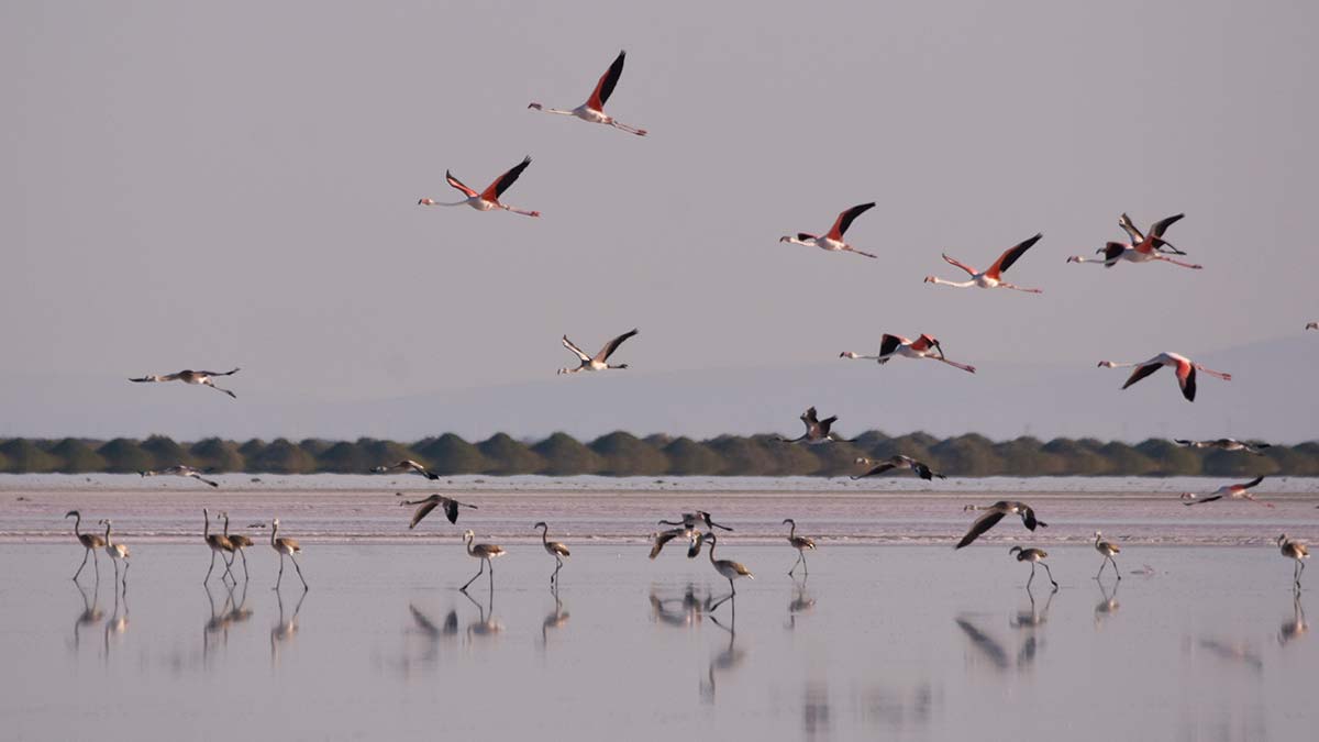 Tuz Gölü'ndeki doğa kampında flamingo izlediler