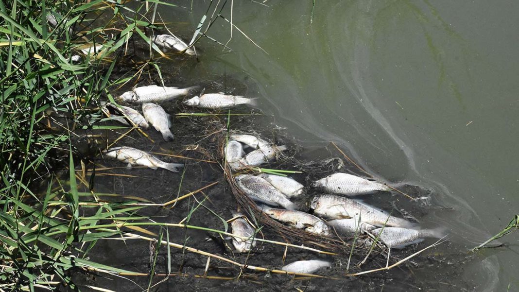 Ulaş Gölü'nde balık ölümleri