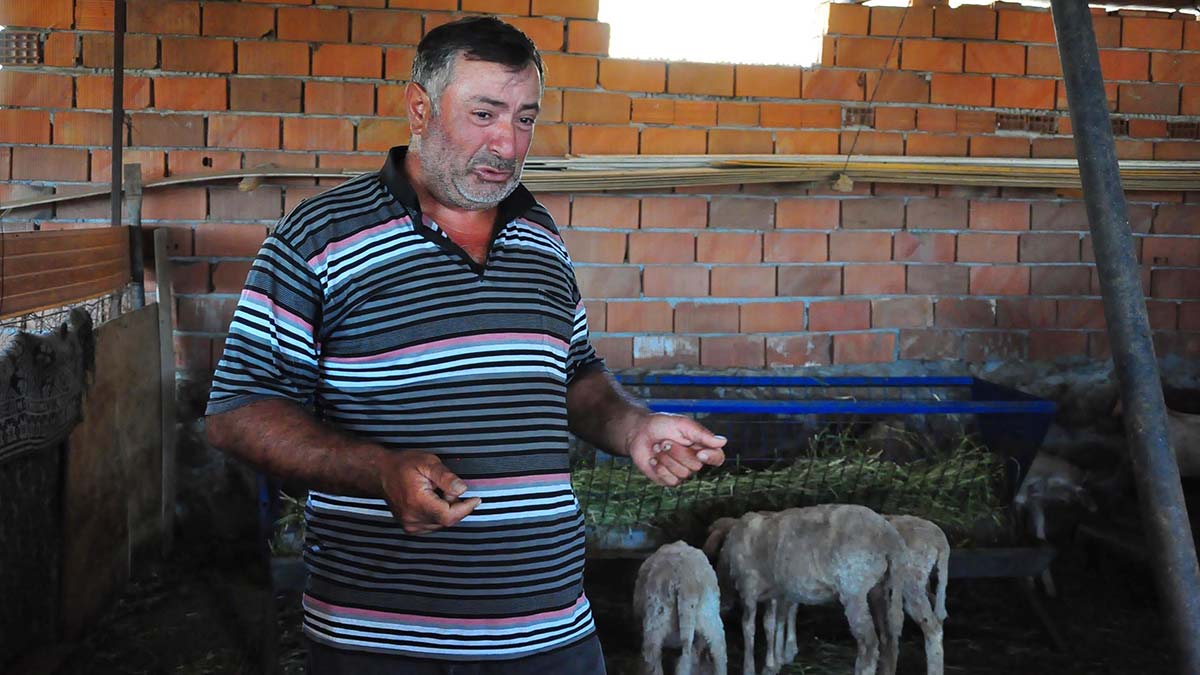 Yaban hayvanlarının parçaladığı keçilerine ağladı