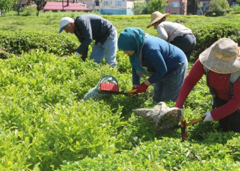 Yaş çayda rekolte, yüzde 20 düştü