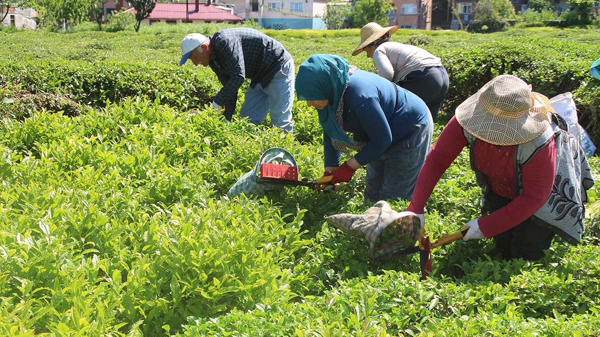 Yaş çayda rekolte, yüzde 20 düştü