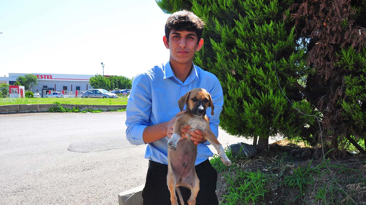 Yavru köpekleri çuvala koyup ölüme terk ettiler