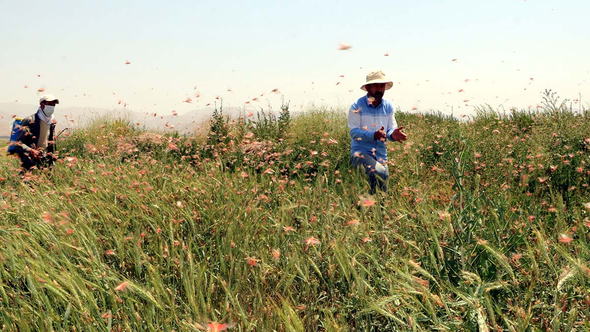 Yüksekova'da tarım arazilerinde çekirge istilası