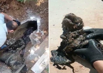 Zifte yapışan köpek ve 3 yavrusu kurtarıldı