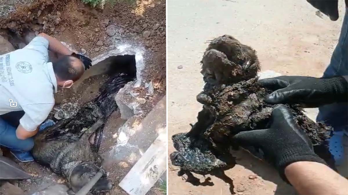 Zifte yapışan köpek ve 3 yavrusu kurtarıldı