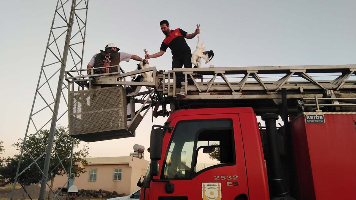 Anneleri ölen 3 yavru leylek korumaya alındı