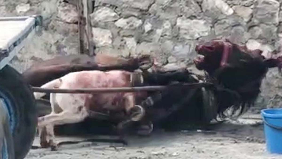 Atı yasaklı ırk saldırısına uğradı