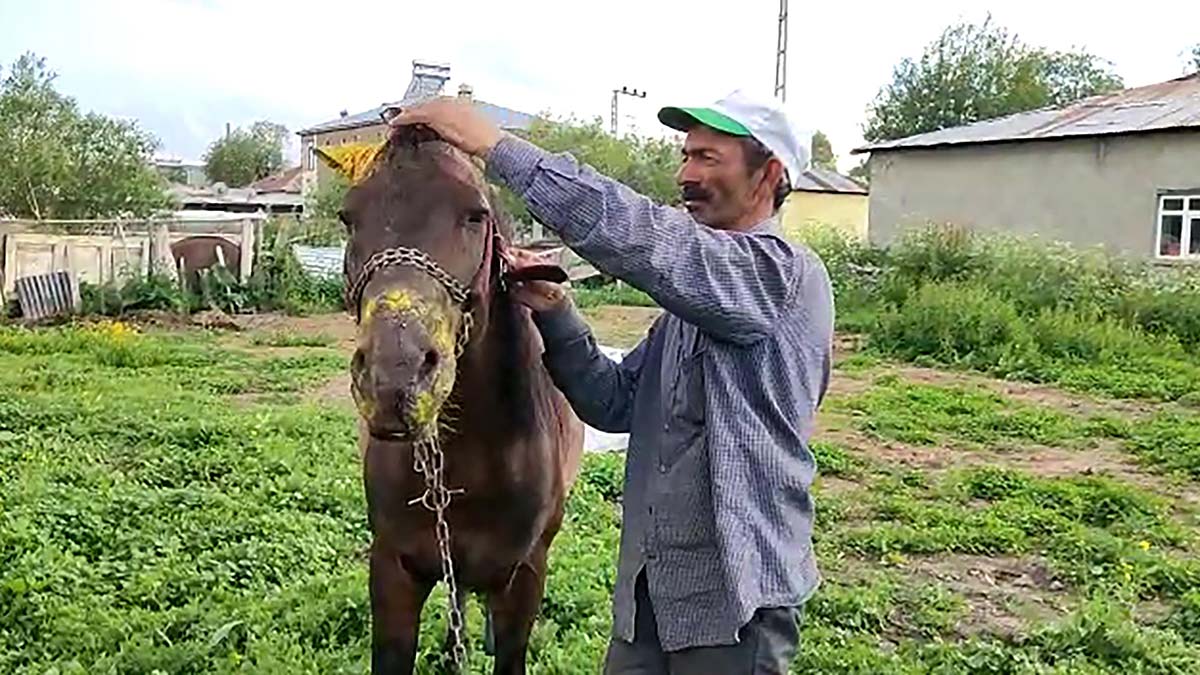 Atı yasaklı ırk saldırısına uğradı