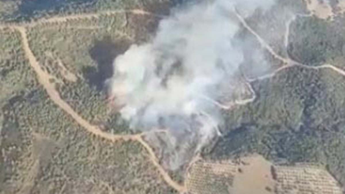 Nazilli'de orman yangını çıktı