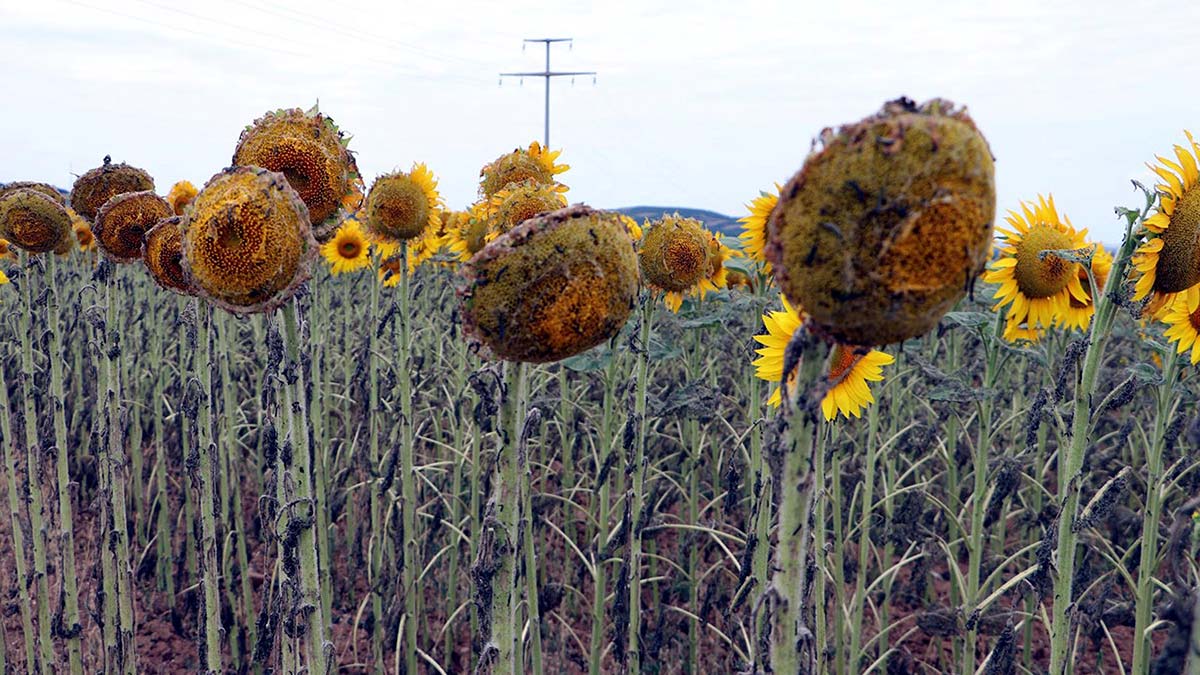 Tekirdağ’da çayır tırtılının zarar verdiği ayçiçeği tarlalarında incelemelerde bulunan Tarım ve Orman Bakan Yardımcısı Nihat Pakdil, "Tekirdağ’da 70 bin dönümde değişik derecelerde etkilenme var, 70 bin dönümün hepsi elden çıkmış değil" dedi.