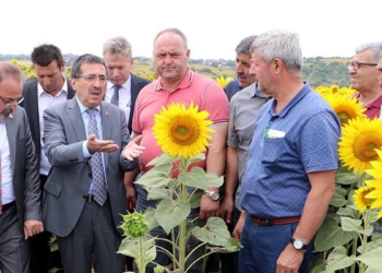 Çayır tırtılının zarar verdiği ayçiçeği tarlalarında inceleme