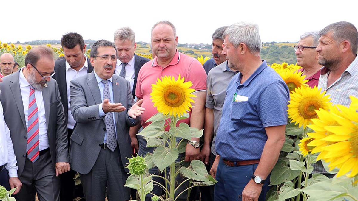 Çayır tırtılının zarar verdiği ayçiçeği tarlalarında inceleme