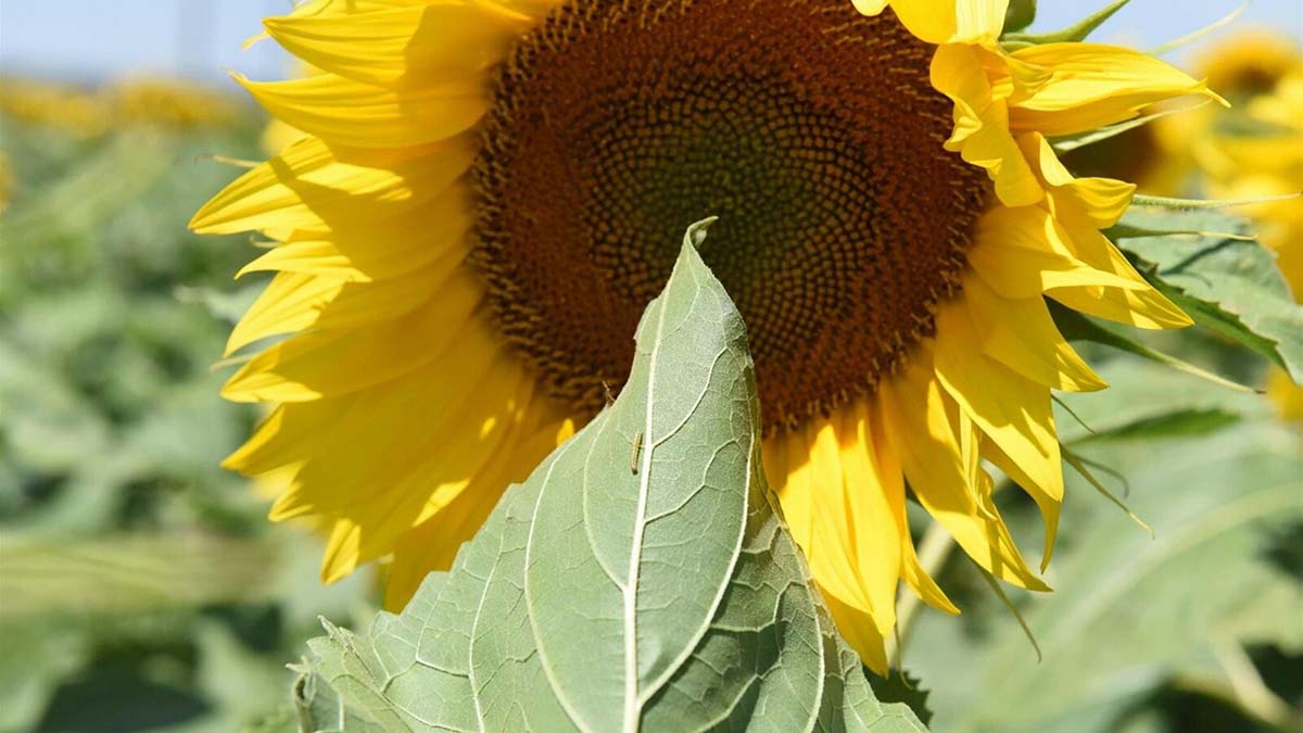 Trakya'da artan çayır tırtılları ile ZİHA mücadele edecek