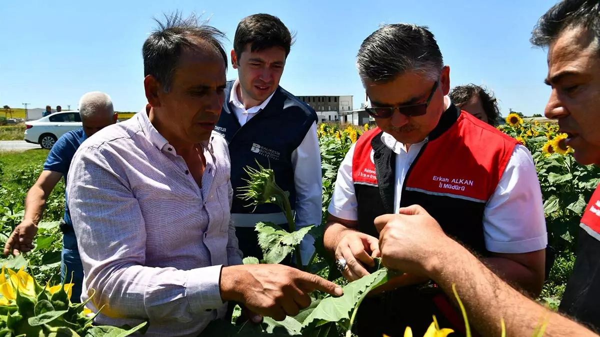 Trakya'da artan çayır tırtılları ile zi̇ha mücadele edecek