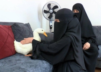 Bahçeşehir'de göletteki ördekleri çantasına koyarak çaldığı yönünde sosyal medyada paylaşılan görüntülerin ardından, ördeklerin sahibi Zeynep El Zuheyri konuştu.
