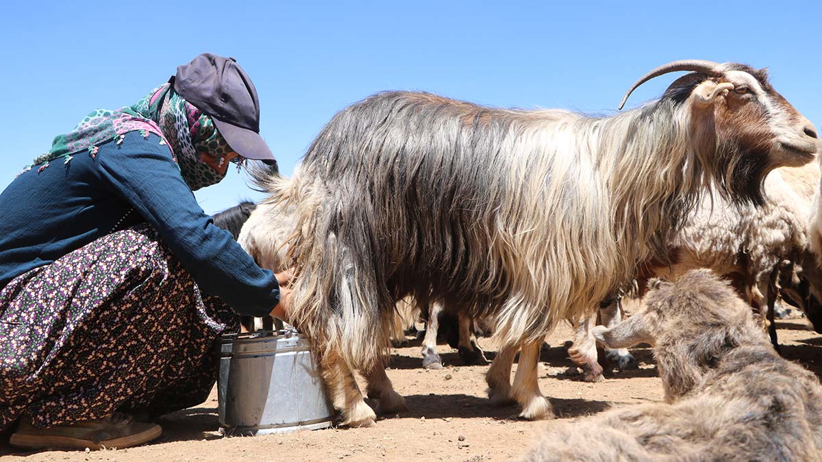 Berivan'ların at sırtında süt yolculuğu