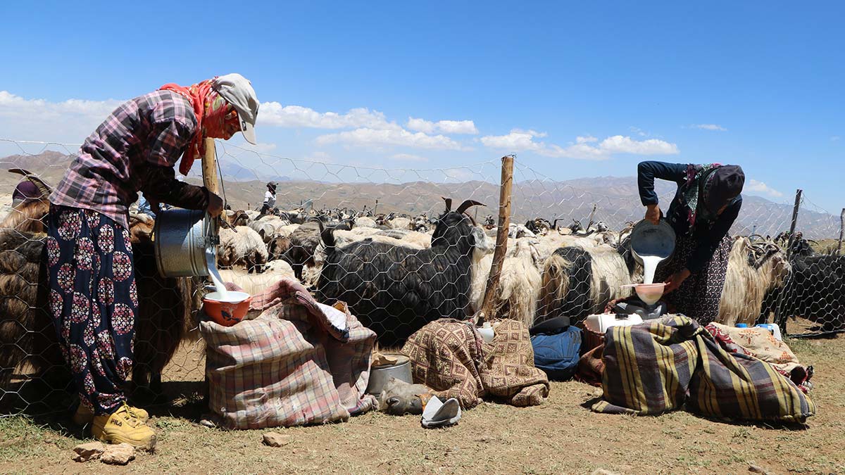 Ortaç köyünün Konak mezrasındaki besicilerin yaz ayları ile yayla hayatları, mezrada oturan Berivan'ların at sırtında süt yolculuğu başladı.