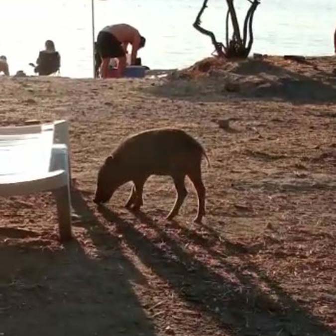 Yaban domuzu sürüsü yerleşim yerine indi