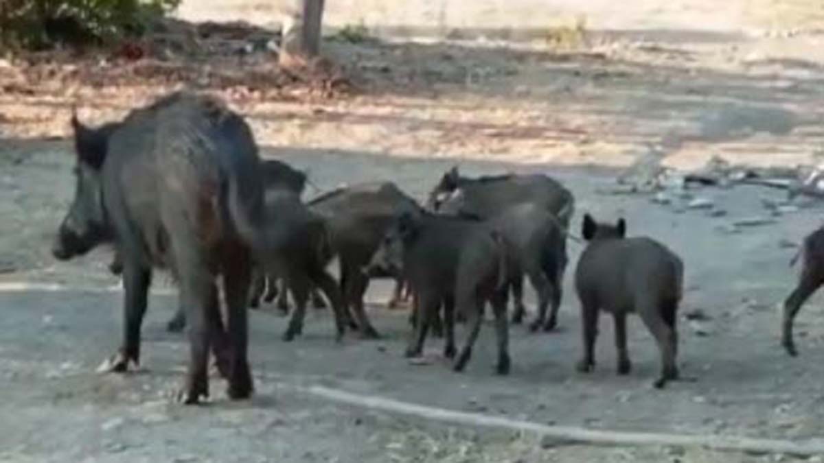 Yaban domuzu sürüsü yerleşim yerine indi