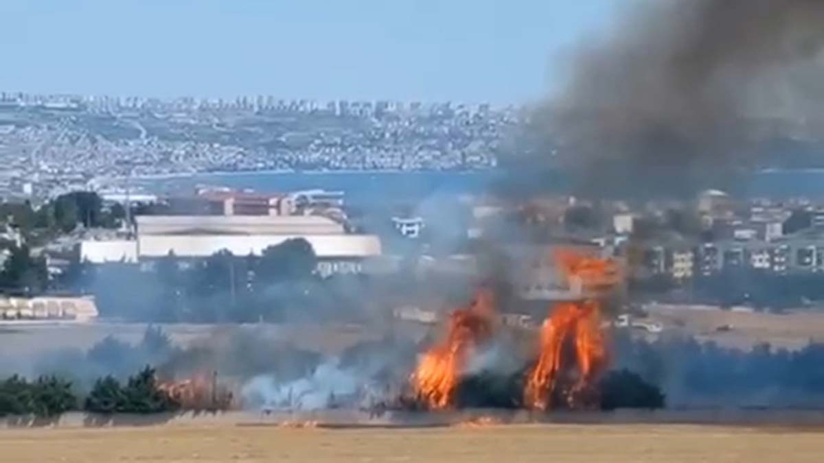Alevler ayçiçek tarlasına sıçramadan söndürüldü