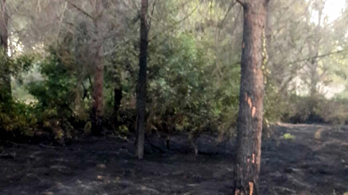 Datça'da orman yangını; 2,5 dönüm kül oldu