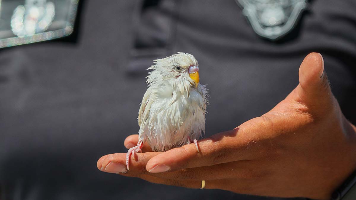 Denize düşen muhabbet kuşu jet-ski ile kurtarıldı