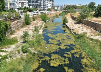 Derelere atılan poşet ve çöpler balıkları öldürüyor