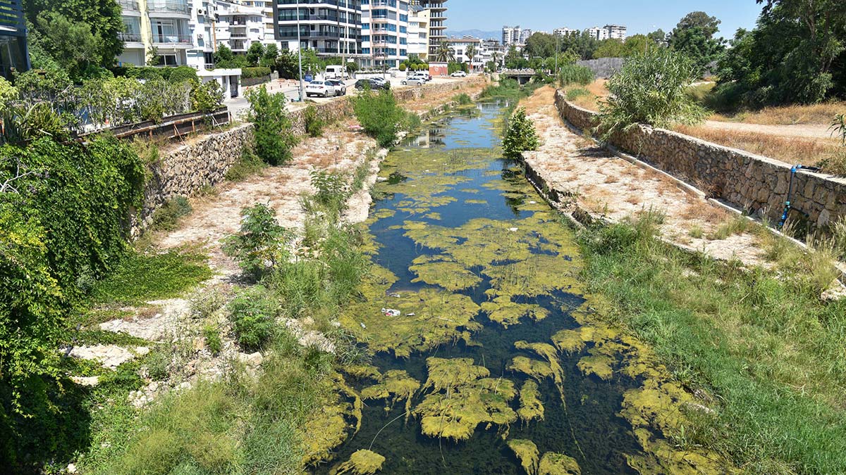Derelere atılan poşet ve çöpler balıkları öldürüyor